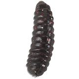 Силиконовые приманки IRON TROUT T-MAGG / 2.0cm / Anise / BL - 25шт.